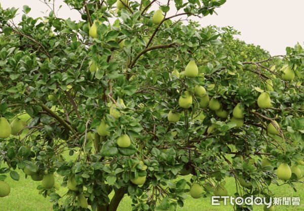 ▲颱風逼近！張麗善赴朱丹灣為文旦農打氣。（圖／記者游瓊華翻攝）