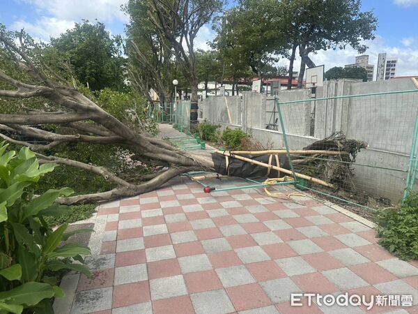 ▲▼三重路樹倒塌壓傷行經機車騎士，還波及2輛小客車             。（圖／記者陳以昇翻攝）