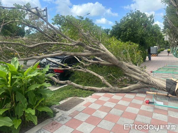 ▲▼三重路樹倒塌壓傷行經機車騎士，還波及2輛小客車             。（圖／記者陳以昇翻攝）