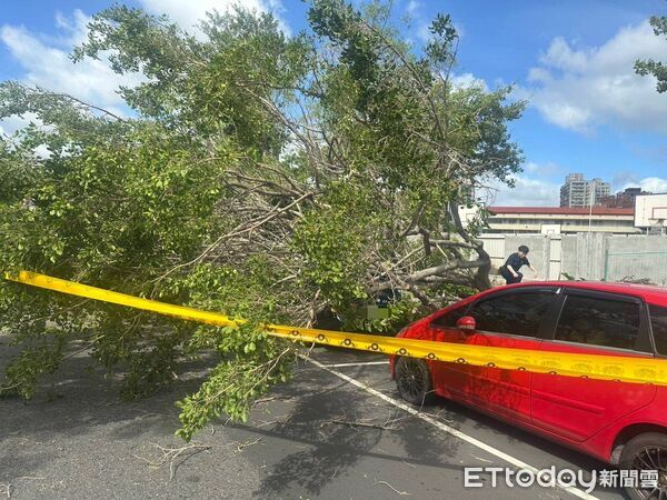 ▲▼三重路樹倒塌壓傷行經機車騎士，還波及2輛小客車             。（圖／記者陳以昇翻攝）