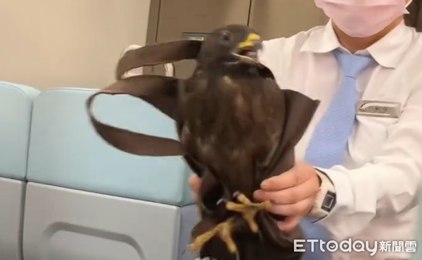 ▲▼老鷹誤闖台鐵區間車車廂。（圖／網友raymond19980307提供）