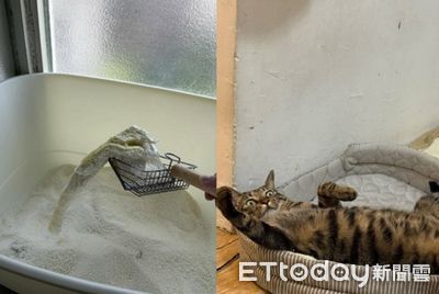 獸醫說主子「膀胱比較大」 媽鏟到「裹粉大雞排」瞬間秒懂