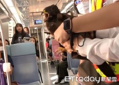 基隆「蜂鷹菜鳥」誤闖火車怕爆 亂竄縮角落還張嘴威嚇