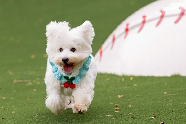 ▲ 全台首創！樂天桃猿打造「棒球場寵物樂園」8/16起正式開賣。（圖／樂天桃猿提供）