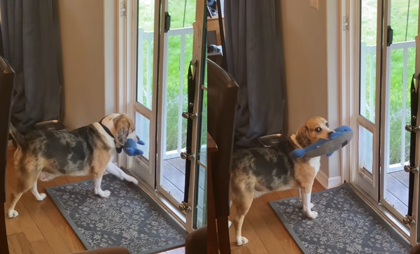 男在家發現「毛毛現行犯」　呆萌米格魯被狗玩具卡住尷尬被逮。（圖／翻攝自TikTok／ntimmel）