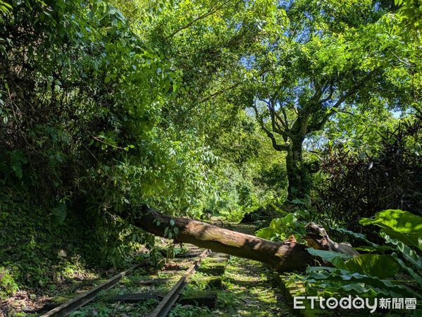 ▲大農大富平地森林園區災情。（圖／記者王兆麟翻攝，下同）