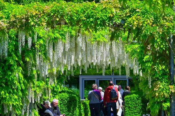 ▲▼莫內花園。（圖／部落客travel with leo授權提供）