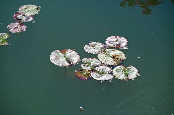 ▲▼莫內花園。（圖／部落客travel with leo授權提供）