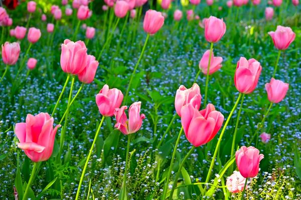 ▲▼莫內花園。（圖／部落客travel with leo授權提供）