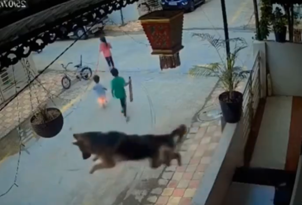 目睹孩童被流浪犬攻擊　德國牧羊犬變身「超狗」飛撲跳2樓救人。（圖／翻攝自X）