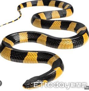 病患遭毒蛇咬險喪命　醫師：豪雨後更要注意環境整頓