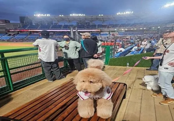 ▲桃園打造「棒球場寵物樂園」