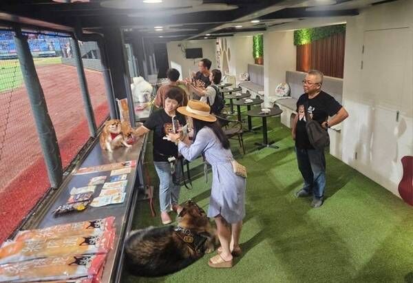 ▲桃園打造「棒球場寵物樂園」