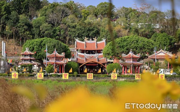 ▲彰化芬園鄉黃花風鈴木將移除。（資料圖／彰化縣政府提供）