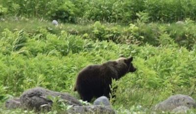 找到男性遺體！北海道登山客「遭野熊攻擊」被拖走　現場發現血跡