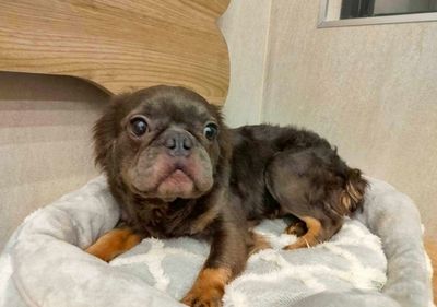 桃園破非法繁殖場沒收63犬　8／15起開放抽籤認養16隻法鬥