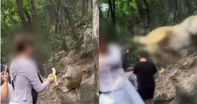 貴州風景區「拿香蕉逗猴子」被狠踹一腳 女遊客跌落山谷