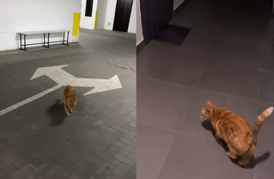 空襲來了也不怕 烏克蘭橘貓聽警報聲「帶主人避難」:馬麻快跟上