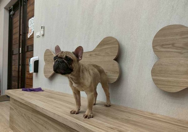 ▲桃園查獲非法私繁案沒入63犬隻開放認養