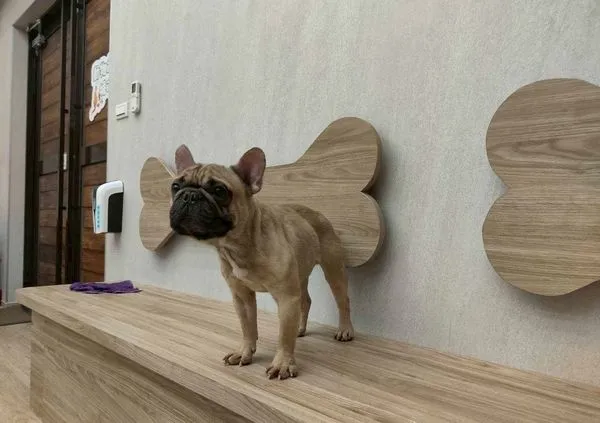 ▲桃園查獲非法私繁案沒入63犬隻開放認養