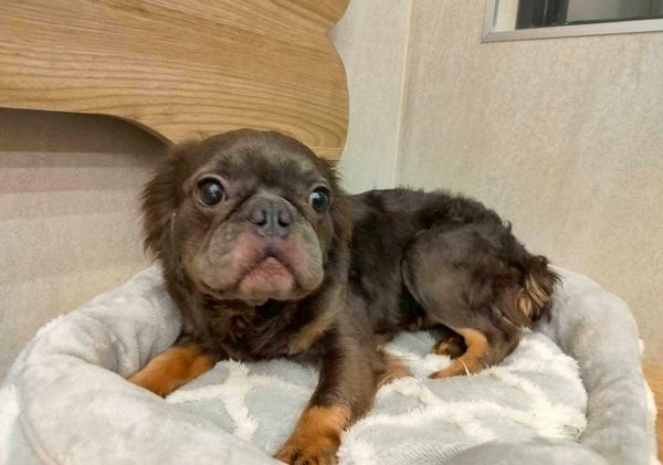 ▲桃園查獲非法私繁案沒入63犬隻開放認養