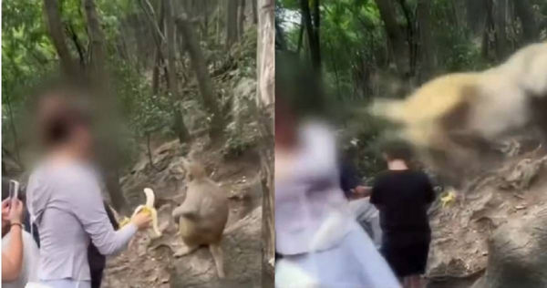 女遊客風景區拿香蕉逗野生猴　下一秒被踹飛跌落山谷