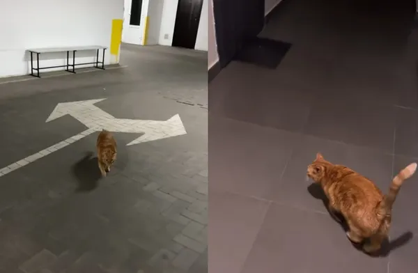 空襲來了也不怕　橘貓聽警報聲「冷靜帶主人避難」：馬麻快跟上。（圖／翻攝自TikTok／viii_olegovnaa）