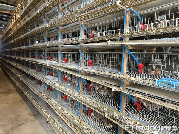 ▲彰化鵪鶉場爆發禽流感。（圖／彰化動物防疫所提供）