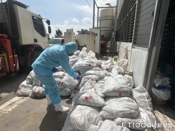 ▲彰化鵪鶉場爆發禽流感。（圖／彰化動物防疫所提供）
