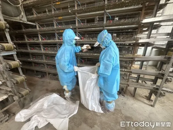 ▲彰化鵪鶉場爆發禽流感。（圖／彰化動物防疫所提供）