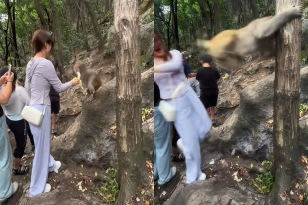 正妹觀光客拿香蕉餵獼猴！慘遭「轉身飛踢」一腳踹飛