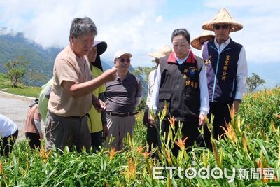 楊柳襲台!富里鄉金針菜達現金救助標準 8/16起受理申請