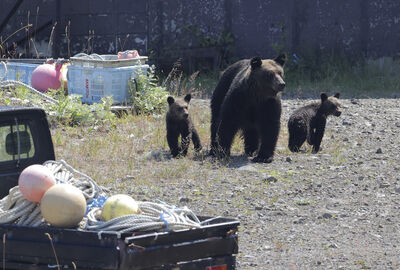 北海道札幌母子棕熊現蹤　小熊遭驅除獵殺