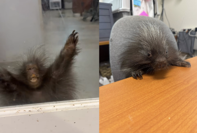 爆炸頭豪豬寶寶怒捶玻璃門　保育員笑：現在牠是新主管