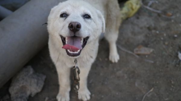 ▲▼ 愛犬癌逝慟：一路好走⋯　PO文惹淚崩。（圖／翻攝自李孝利IG）