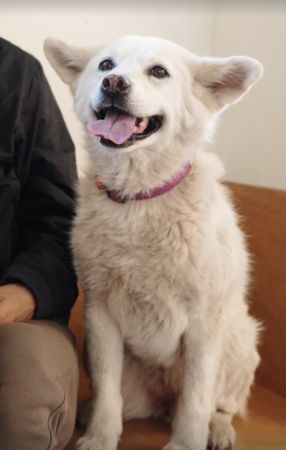 ▲▼ 愛犬癌末肚子腫起來！李孝利證實癌逝慟：一路好走⋯　PO文惹淚崩。（圖／翻攝自李孝利IG）