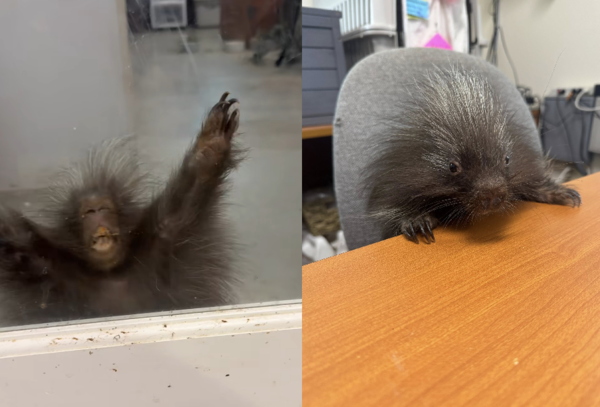 豪豬寶寶。（圖／翻攝自Austin Wildlife Rescue）