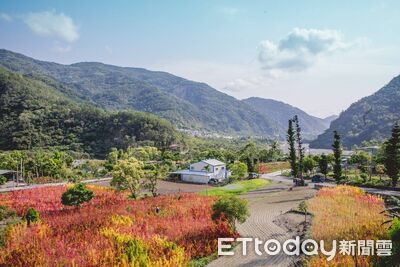 守住部落最後1%　小米與紅藜重生計畫盼喚回文化根基