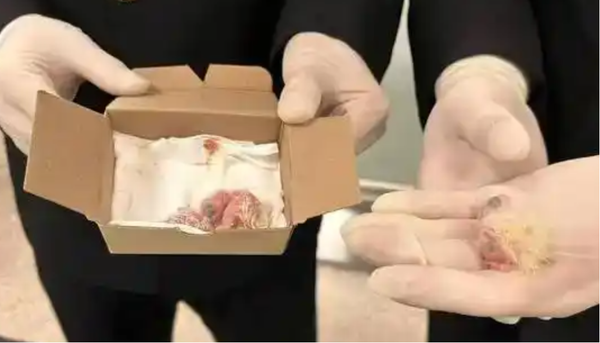 ▲▼ 入境旅客逗留廁所，竟把223多枚珍稀鸚鵡蛋沖入馬桶進下水道，離奇走私            。（圖／翻攝 百度）