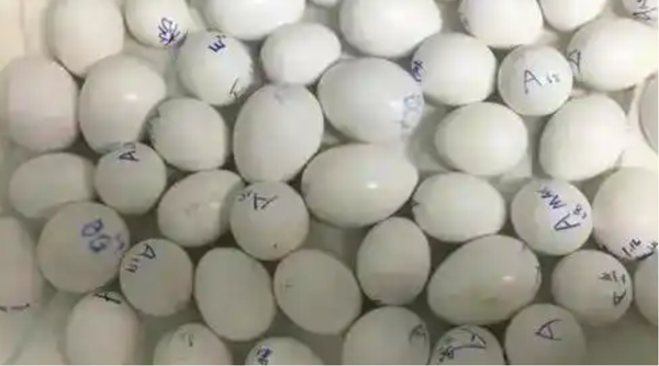 ▲▼ 入境旅客逗留廁所，竟把223多枚珍稀鸚鵡蛋沖入馬桶進下水道，離奇走私            。（圖／翻攝 百度）