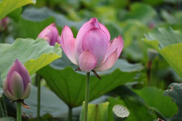 ▲桃園蓮花季圓滿落幕