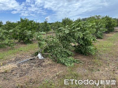 楊柳颱風肆虐台東農損逾3億!花蓮分署祭出3項寬緩執行措施