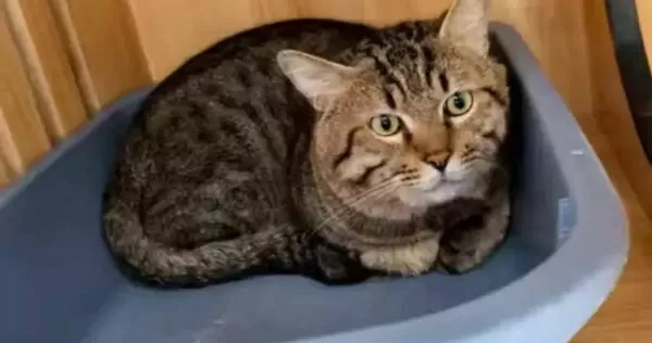 3歲狸花貓因主人捲入金融糾紛，遭法院查封並進行公開拍賣。（圖／翻攝自搜狐網）