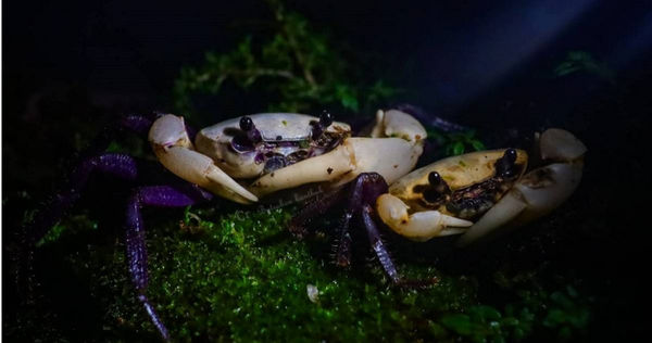 熊貓蟹以黑白相間花紋得名。（圖／翻攝自กรมอุทยานแห่งชาติ สัตว์ป่า และพันธุ์พืช臉書，下同）