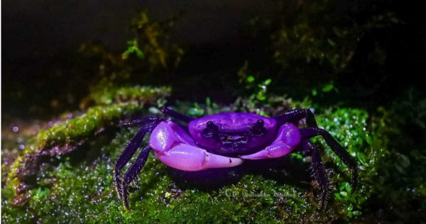 變種的紫色熊貓蟹。