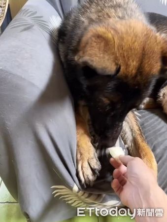 ▲。（圖／有點毛毛的／陳禔銓）