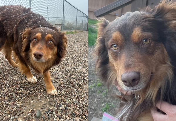 失蹤牧羊犬「離家1643公里」全身蜱蟲躲高速公路　好心人助牠回家。（圖／翻攝自Lander Pet Connection）