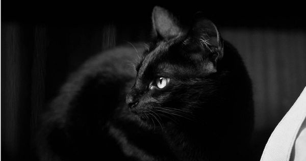 原PO表示，她幫助過世的貓卻被道德綁架。（示意圖／Pexels）