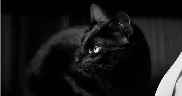 原PO表示，她幫助過世的貓卻被道德綁架。（示意圖／Pexels）