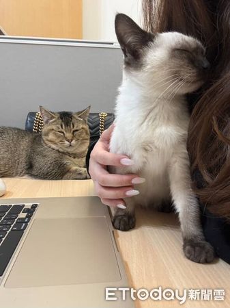 ▲。（圖／Threads@_dodo.coco提供，請勿隨意翻拍，以免侵權。）